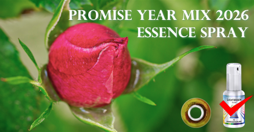 2026イヤーミックスエッセンススプレー　バラの蕾のイメージ