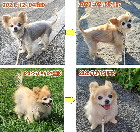 ディオディアカードの犬の脱毛が改善した事例