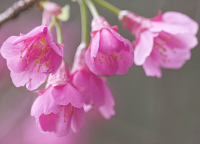 緋寒桜の花