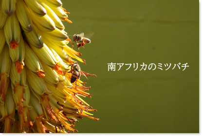 南アフリカのミツバチ
