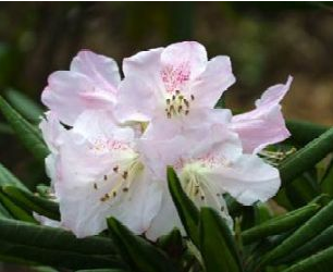 シャクナゲ(ペイルピンク)