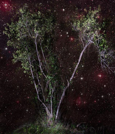 ミルシン・ミステリー樹木イメージ写真