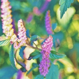 ナギナタコウジュ