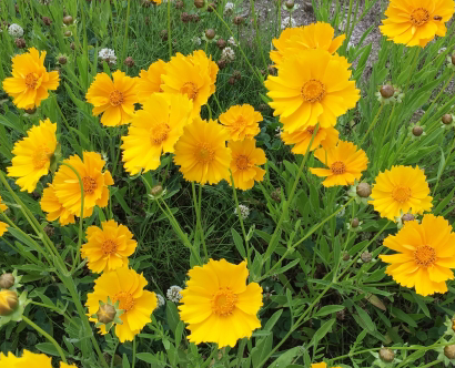 オオキンケイギクの花