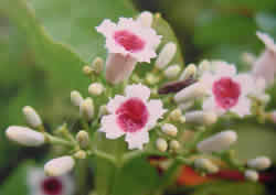 サオトメカズラ