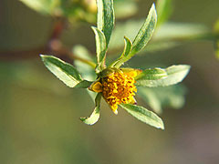 アメリカセンダングサ