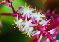 ティーリーフの花