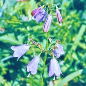 ツリガネニンジン