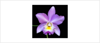 リビングトゥリーオーキッドエッセンス